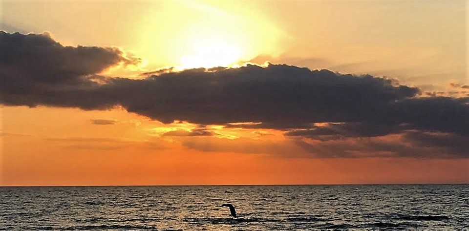 Jumping dolphin at Nokomis Beach, Sarasota County, Florida March, 2018